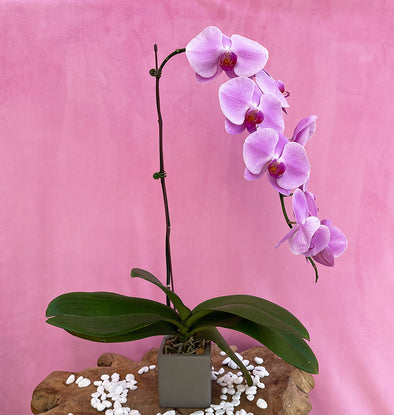 Light Purple Orchid