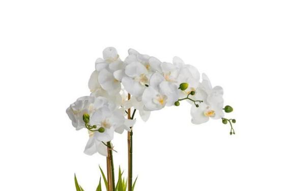 Orchid Plants