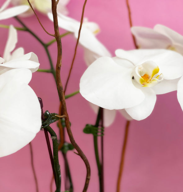 three stems of white orchid