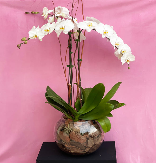 three stems of white orchid