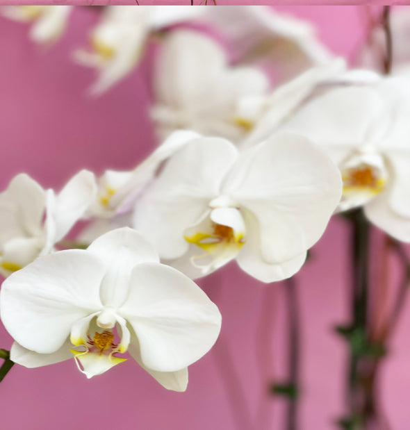 three stems of white orchid