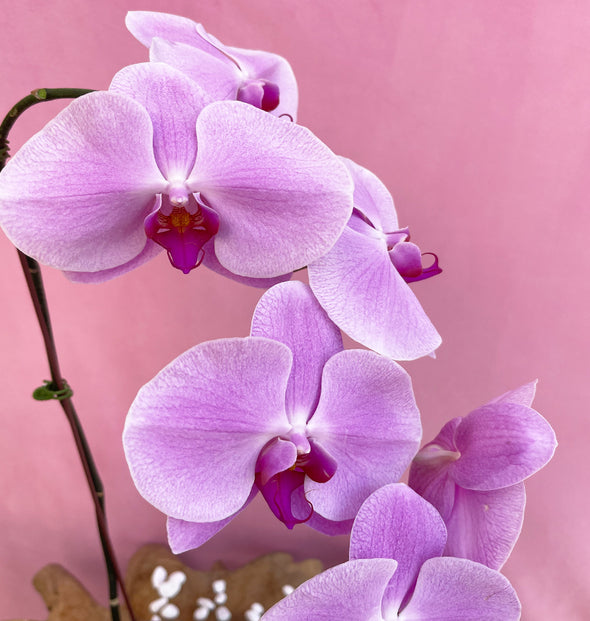 Light Purple Orchid