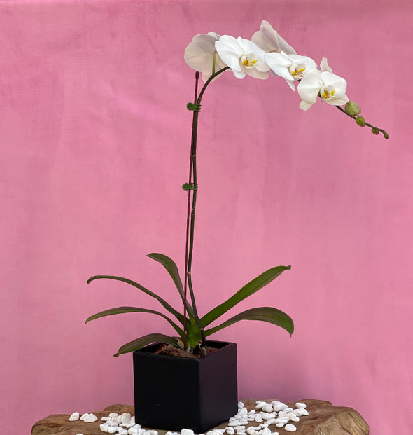 White orchid In vase