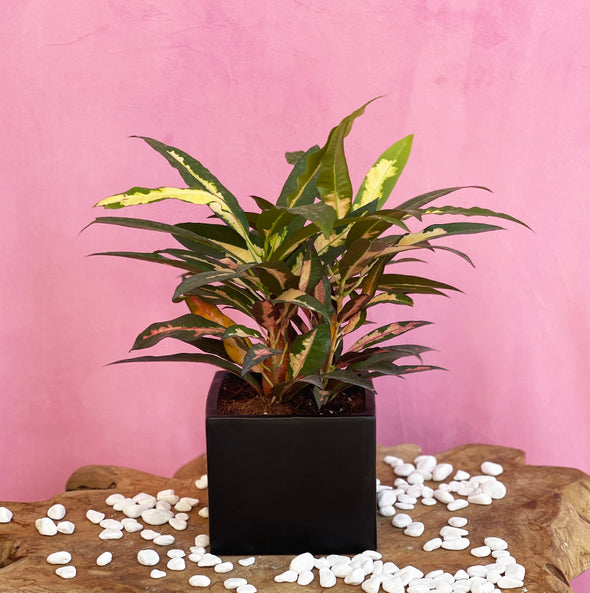 Plant arrangement in black vase