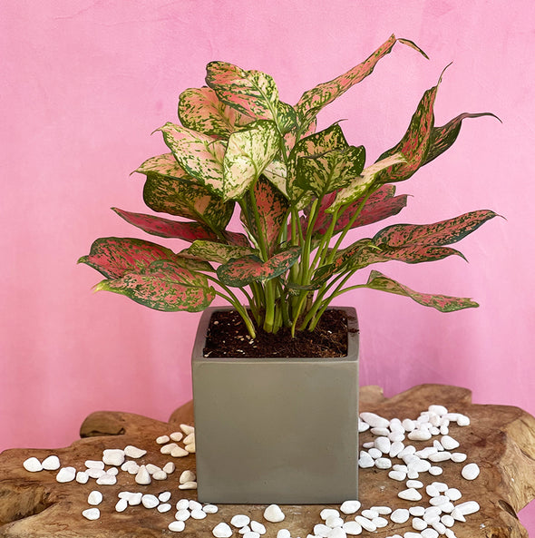Plant arrangement in a grey vase