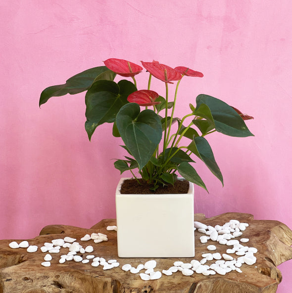 Plant in white vase