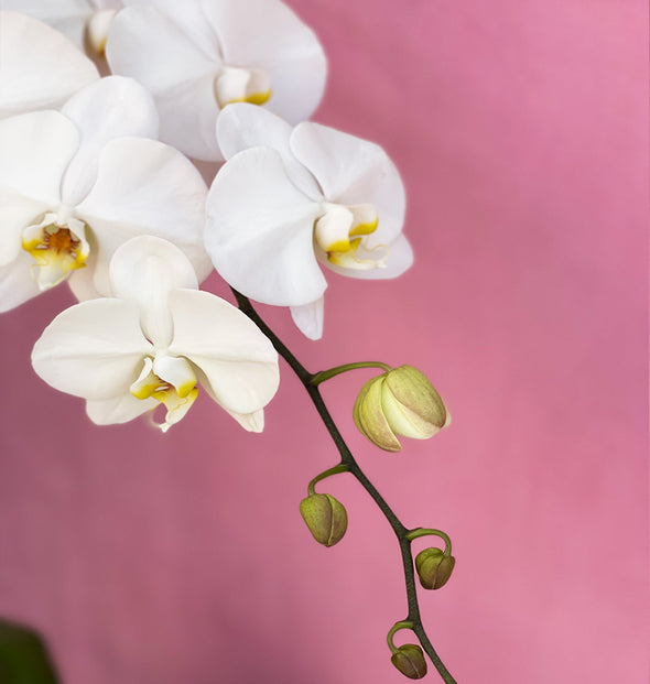 White orchid In vase
