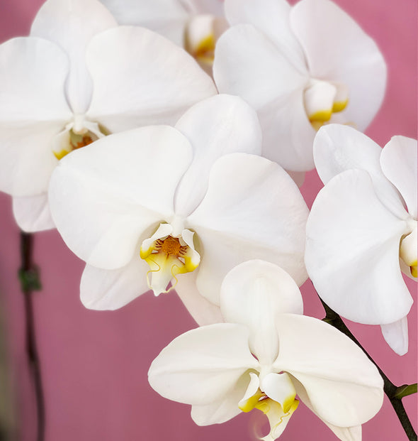 White orchid In vase